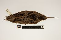 Image of Scolopax minor