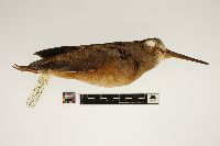 Scolopax minor image
