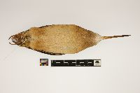 Scolopax minor image