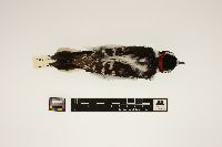 Picoides pubescens image