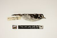 Picoides pubescens image