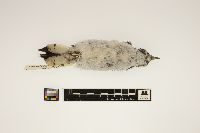 Picoides pubescens image