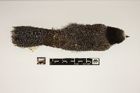 Media resource of Perisoreus canadensis