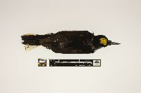 Picoides arcticus image