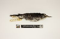 Picoides arcticus image