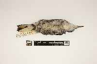 Picoides arcticus image