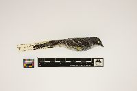 Dendroica coronata image