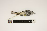 Dendroica coronata image