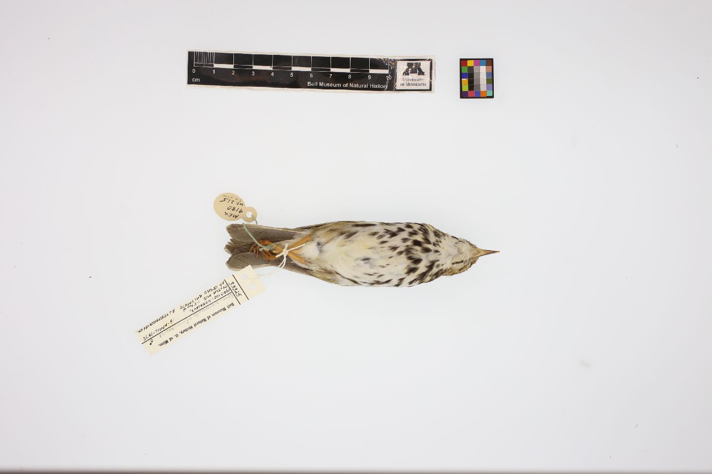 Seiurus aurocapillus furvior image