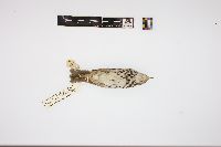 Media resource of Seiurus aurocapillus