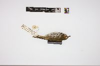 Seiurus aurocapillus furvior image