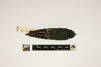 Tachycineta bicolor image