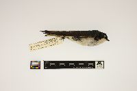 Tachycineta bicolor image