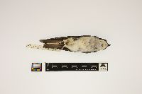 Tachycineta bicolor image