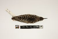 Calidris alba image