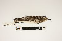 Calidris alba image