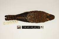 Falco sparverius image