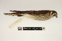 Falco sparverius image