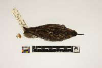 Phalaropus lobatus image