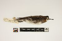 Phalaropus lobatus image
