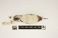 Phalaropus lobatus image