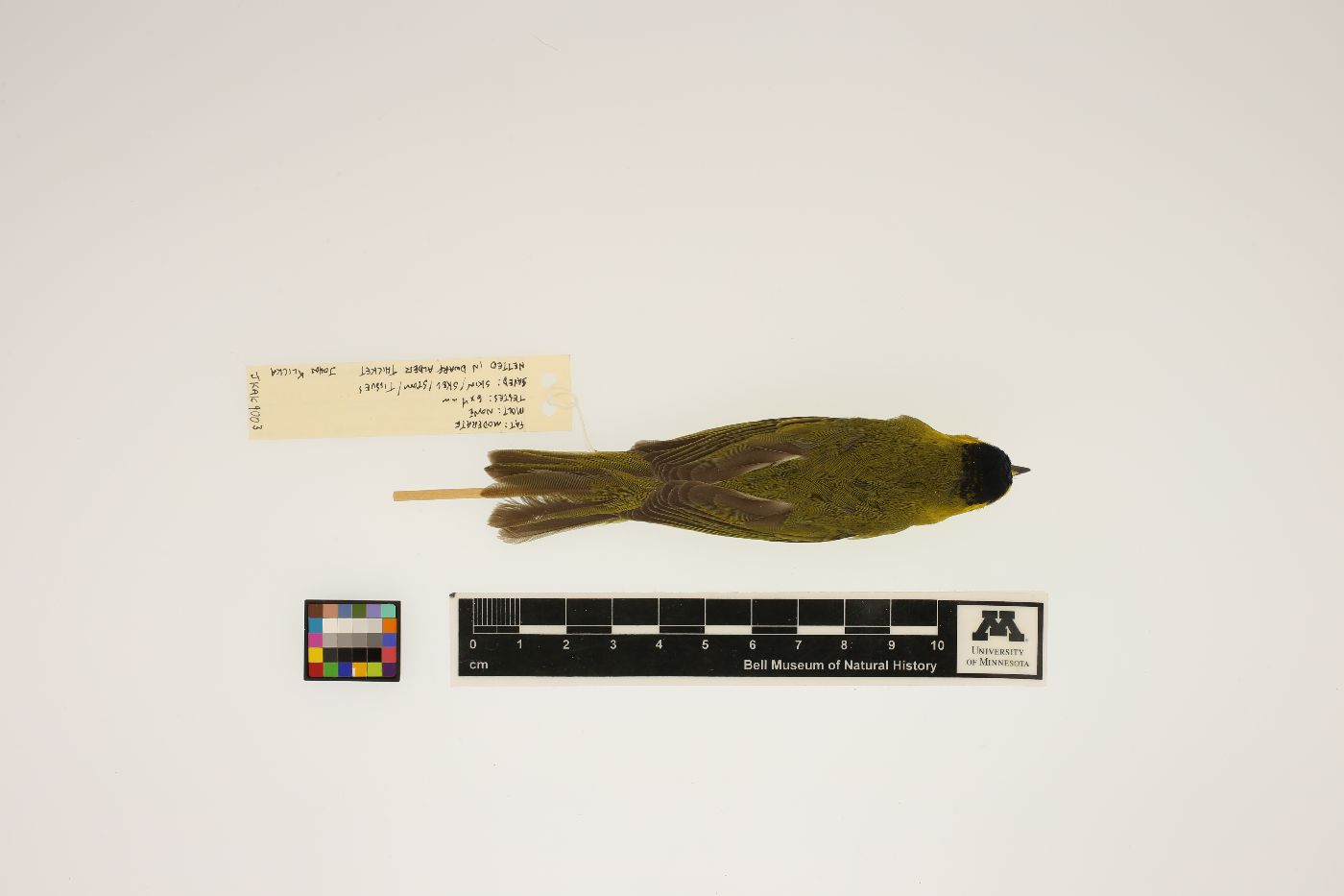 Wilsonia pusilla image