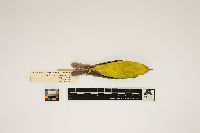 Wilsonia pusilla image