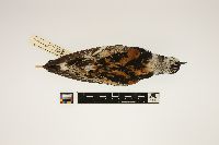 Image of Arenaria interpres