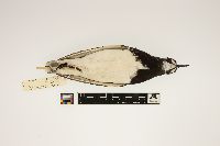 Arenaria interpres image
