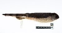 Accipiter cooperii image