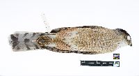 Accipiter cooperii image