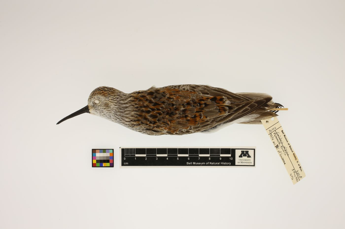 Calidris alpina image
