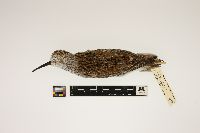 Image of Calidris alpina