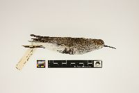 Calidris alpina image