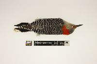 Melanerpes carolinus image