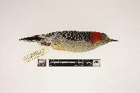 Melanerpes carolinus image