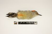 Melanerpes carolinus image