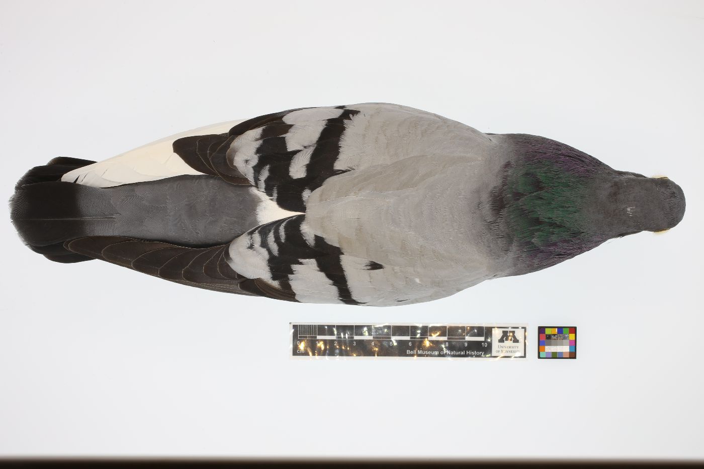 Columba livia image