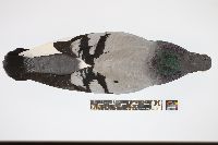 Image of Columba livia