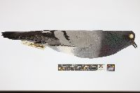 Columba livia image
