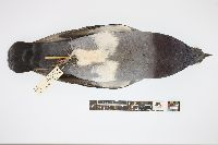 Columba livia image
