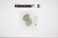 Media resource of Corvus corax