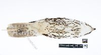 Falco mexicanus image