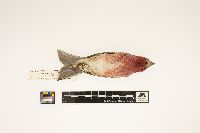 Carpodacus purpureus image