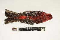 Pinicola enucleator image