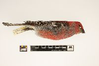 Pinicola enucleator image