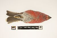 Pinicola enucleator image