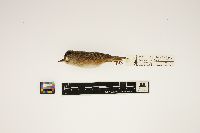 Cistothorus platensis image