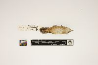 Cistothorus platensis image