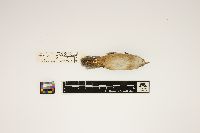 Cistothorus platensis image